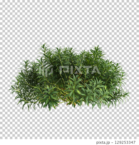 3d illustration of bush Iberis sempervirens isolated on transparent background 129253347