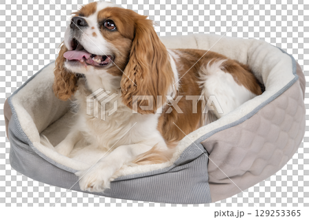 Cavalier king charles spaniel lying in plush dog bed, brown and white puppy isolated on transparent background 129253365