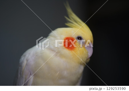 オカメインコ オカメ インコ 129253590