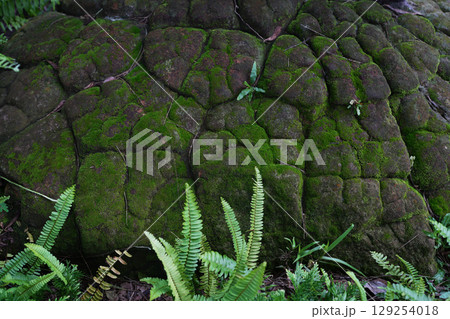 Stone rocks covered with lush green moss and fern leaves 129254018