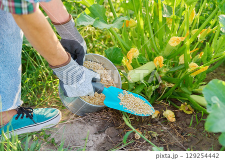 Close up of granulated fertilizers in hands, fertilizing zucchini plants Close up of granulated fertilizers in hands, fertilizing zucchini plants 129254442