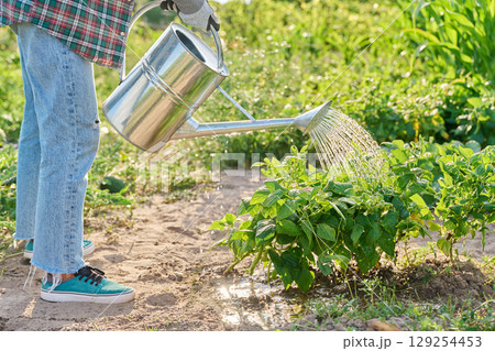 Watering beans plants with garden watering can, growing on ground 129254453