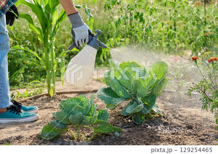 Close-up of spraying cabbage plants on an outdoor bed from hand spray bottle Close-up of spraying cabbage plants on an outdoor bed from hand spray bottle 129254465