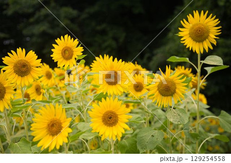 大きく咲いたひまわりの花 129254558
