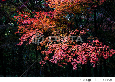平林寺の紅葉 平林寺の紅葉 129254596
