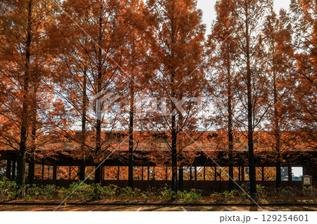 野木町煉瓦窯の紅葉 野木町煉瓦窯の紅葉 129254601