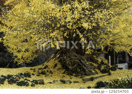 正法寺の紅葉 正法寺の紅葉 129254703