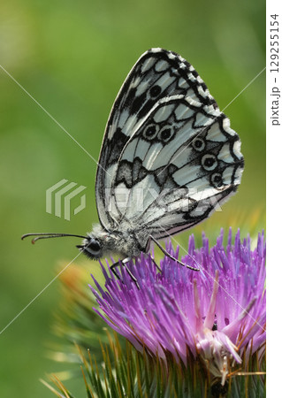 Closeup on a bright fresh marbled white butterfly, Melanargia galathea on a pink thistle flower with closed wings Closeup on a bright fresh marbled white butterfly, Melanargia galathea on a pink thistle flower with closed wings 129255154