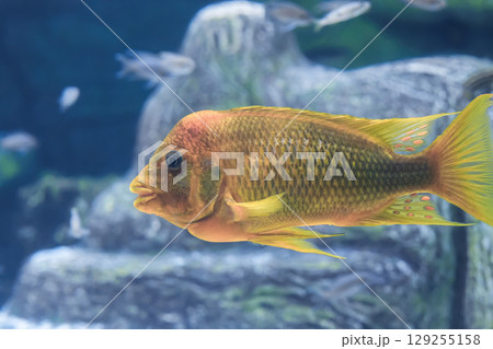Petrochromis sp. Moshi yellow fish swimming in aquarium, soft focus 129255158