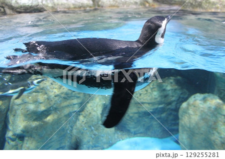 泳ぐペンギン 129255281