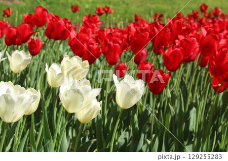 赤と白のチューリップ 129255283