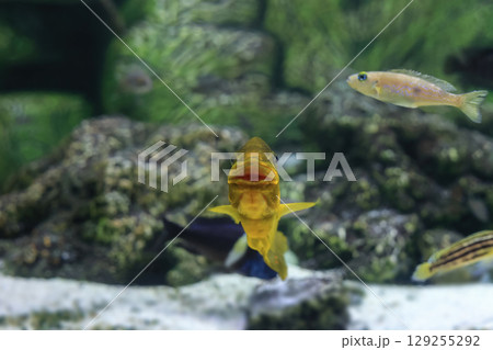 Funny Petrochromis sp. Moshi yellow fish smiling in aquarium, front view. Cheerful playful fish, soft focus Funny Petrochromis sp. Moshi yellow fish smiling in aquarium, front view. Cheerful playful fish, soft focus 129255292