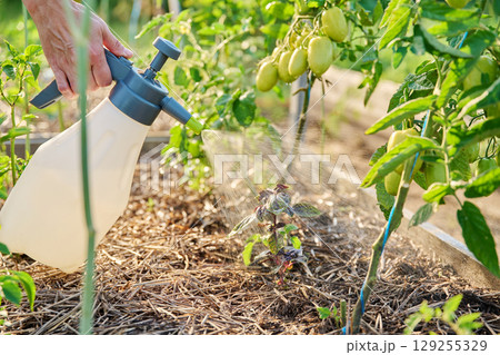 Spraying bio preparation on tomato basil plants in raised bed 129255329