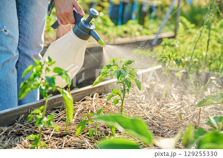 Spraying bio preparation on young bell paper plants in raised bed Spraying bio preparation on young bell paper plants in raised bed 129255330