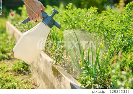 Spraying bio preparation on young vegetable and herb plants in raised bed Spraying bio preparation on young vegetable and herb plants in raised bed 129255335