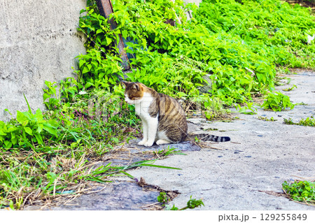 【香川】初秋の伊吹島 島内の野良猫 【香川】初秋の伊吹島 島内の野良猫 129255849