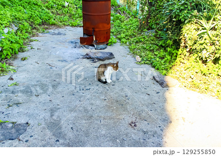 【香川】初秋の伊吹島　島内の野良猫 129255850