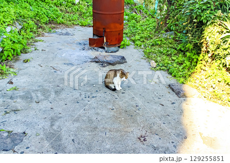 【香川】初秋の伊吹島 島内の野良猫 【香川】初秋の伊吹島 島内の野良猫 129255851