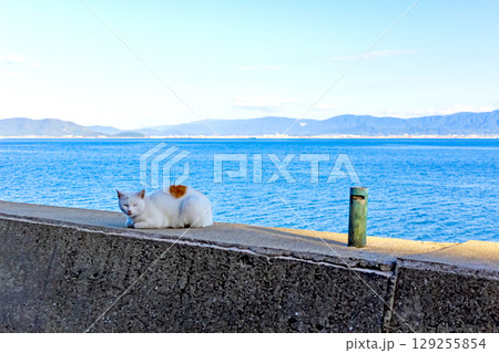 【香川】初秋の伊吹島　海辺で佇む島内の野良猫 129255854