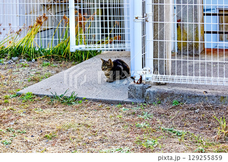 【香川】初秋の伊吹島 島内の旧伊吹小学校で佇む野良猫 【香川】初秋の伊吹島 島内の旧伊吹小学校で佇む野良猫 129255859
