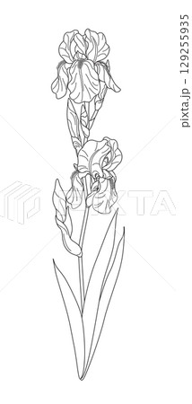 Flowering Iris with Leaves Outline Drawing 129255935
