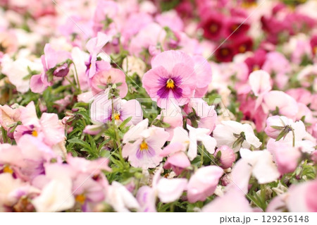 パンジーが咲く花壇⑩ 129256148