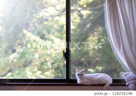 猫のいる窓枠 129256196