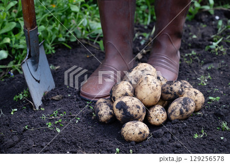 Hands holding freshly harvested potatoes in a garden setting, showcasing the bounty of the earth during the growing season Hands holding freshly harvested potatoes in a garden setting, showcasing the bounty of the earth during the growing season 129256578