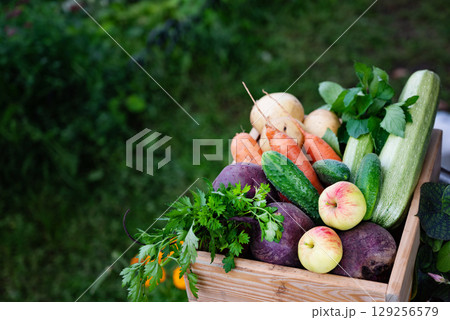 Freshly harvested vegetables and fruits collected in a wooden crate in a lush garden 129256579