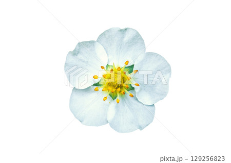 White strawberry flower isolated on white background. Fragaria vesca blooming wildflower cut out White strawberry flower isolated on white background. Fragaria vesca blooming wildflower cut out 129256823