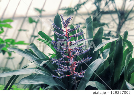 Aechmea Blue Tango exotic flowers grow in botanical garden. Aechmea weilbachii bright blooming plants 129257003