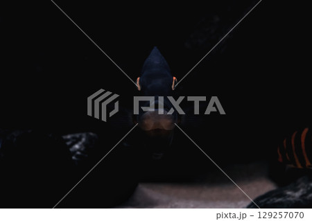 Scary fish face with glowing eye in dark water. Spooky blue fish lurking in deep sea, soft focus 129257070