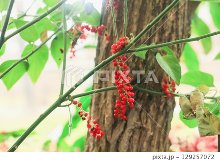 Rivina humilis red berries and green leaves growing in summer sunlight garden 129257072