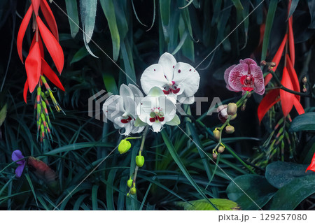White and pink orchids flowers growing in tropical botanical garden. Beauty multicolored wildflowers blooming in dark jungle 129257080