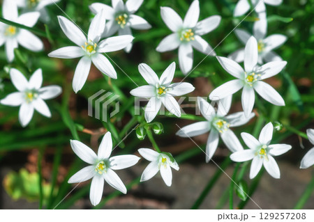 Garden star of Bethlehem white flowers growing, top view. Ornithogalum umbellatum, selective focus 129257208