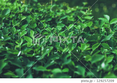 Green hedge abstract background. Leaves of bushes in summer ornamental garden, natural leafy pattern. Green hedge abstract background. Leaves of bushes in summer ornamental garden, natural leafy pattern. 129257209