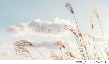 Delicate Wispy Grass Stems Swaying Gently Against Serene Sky 129257461