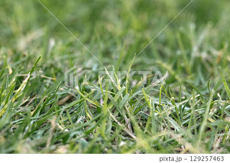 Green mown lawn, natural grass background, bokeh, selective focus. 129257463
