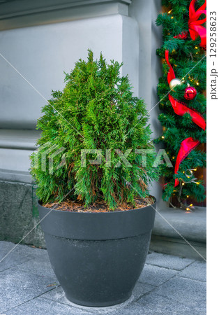 Oval trimmed thuja growing in large plastic pot on street. Big potted green thuya grow on winter backyard Oval trimmed thuja growing in large plastic pot on street. Big potted green thuya grow on winter backyard 129258623