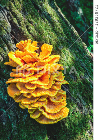 Big yellow Chicken of the woods mushrooms growing on tree bark in summer sunny forest 129258721