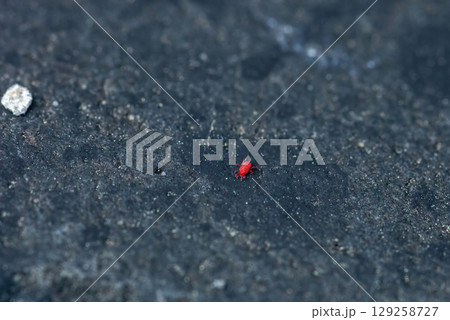 Little Red velvet mites moving on dark rock. Small bright Trombidiidae or rain bug, selective focus Little Red velvet mites moving on dark rock. Small bright Trombidiidae or rain bug, selective focus 129258727