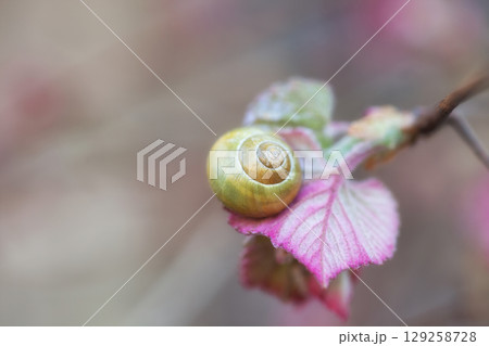 Banded snail on pink leaf in spring garden. Unbanded yellow shell Cepaea hortensis, soft focus 129258728