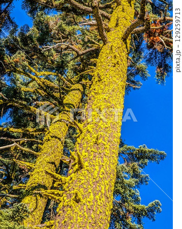 Shasta-Trinity National Forest and landscapes 129259713