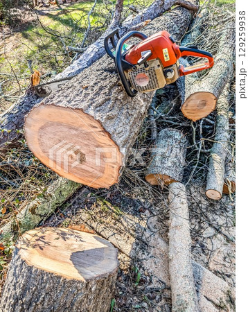tRee trunk that was cut down with chainsaw 129259938