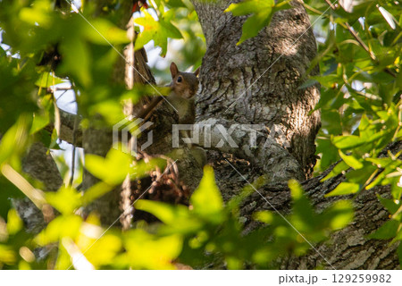 Portrait of a squirrel on a tree trunk. A curious red squirrel peeks out from behind a tree trunk Portrait of a squirrel on a tree trunk. A curious red squirrel peeks out from behind a tree trunk 129259982