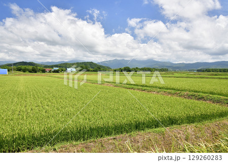 夏の北海道今金町で稲穂が出てきた水田の風景を撮影 夏の北海道今金町で稲穂が出てきた水田の風景を撮影 129260283
