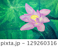 アクリル画の大賀ハスの花 129260316