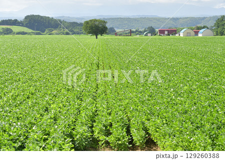 夏の北海道今金町で大豆畑の風景を撮影 夏の北海道今金町で大豆畑の風景を撮影 129260388