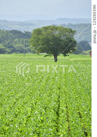 夏の北海道今金町で大豆畑の風景を撮影 夏の北海道今金町で大豆畑の風景を撮影 129260390