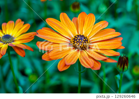 Vibrant Orange African Daisy in Bloom with Green Background in Spring Garden Close-Up 129260646